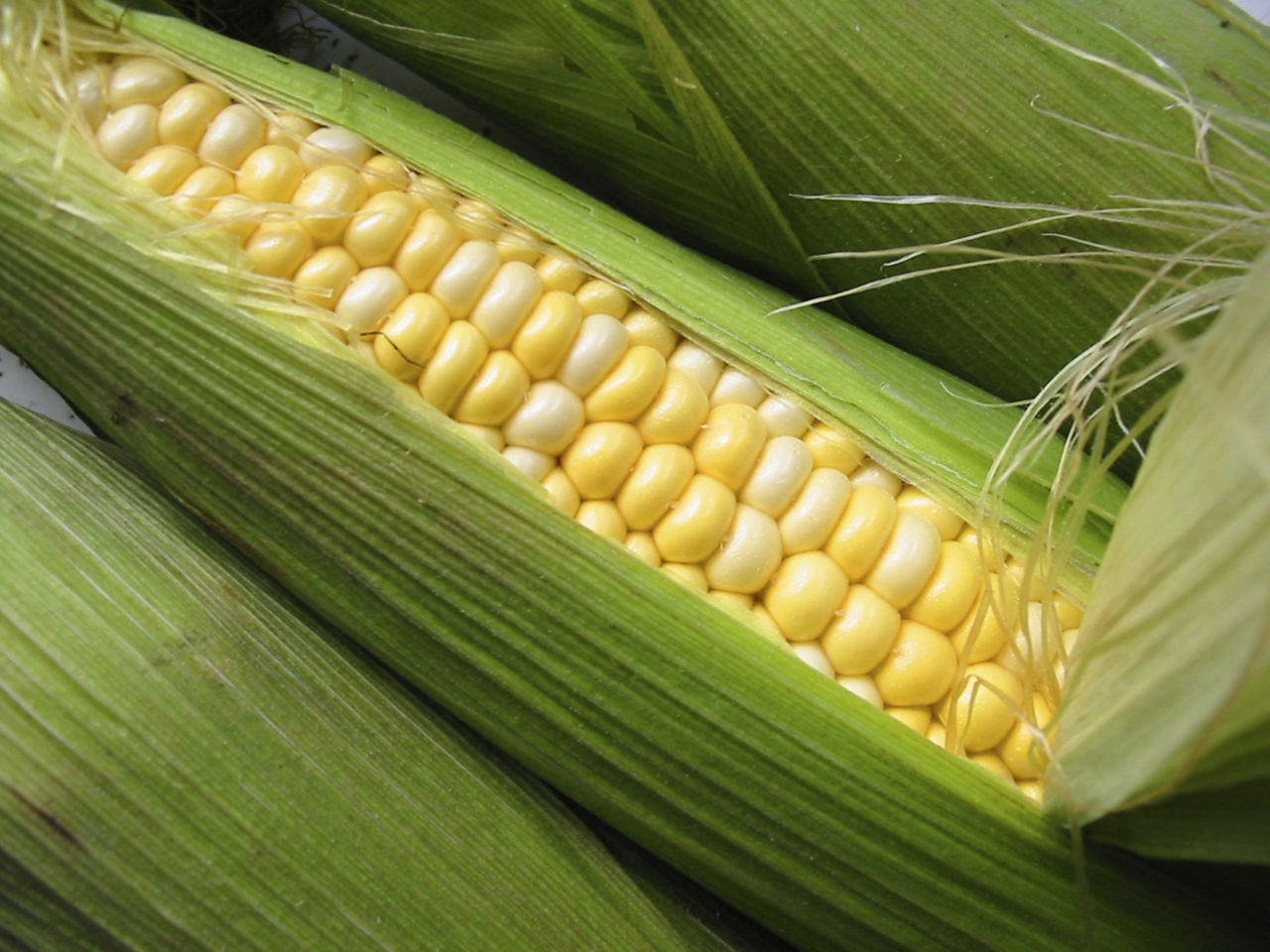 'Corn cob Maiskolben  '