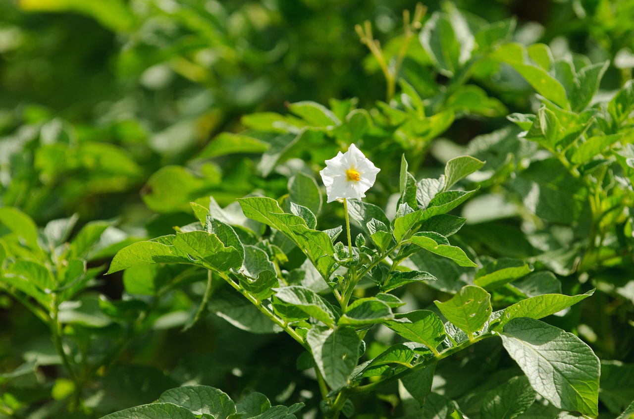 Blossoming potatoe plant