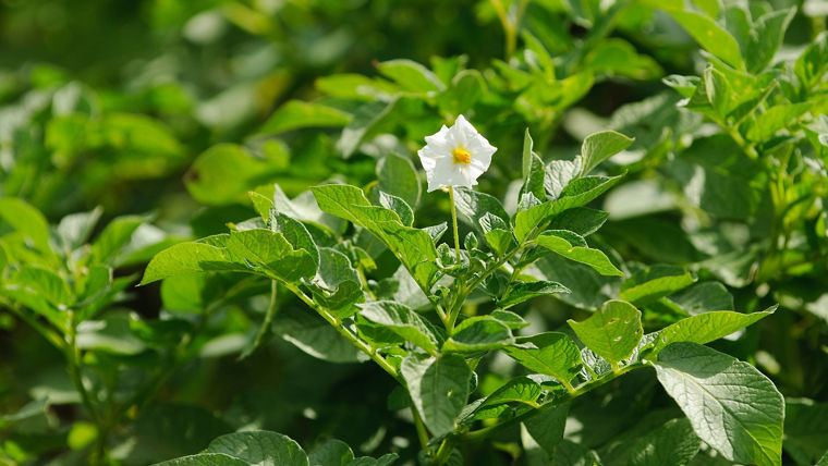 Blossoming potatoe plant