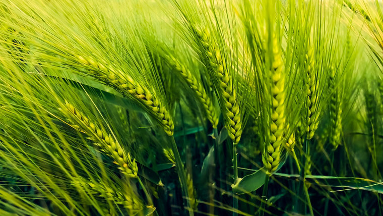 Barley fieldGerstenfeld