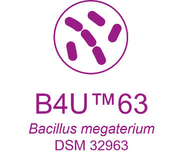 Evonik's B4U™63 strain - Bacillus megaterium DSM 32963 spore powder