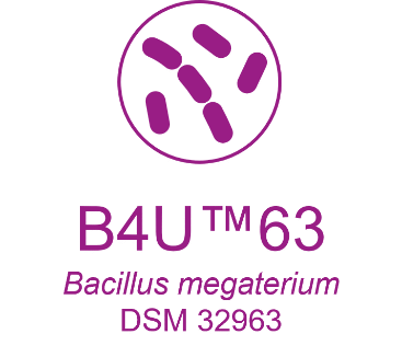 Evonik's B4U™63 strain - Bacillus megaterium DSM 32963 spore powder