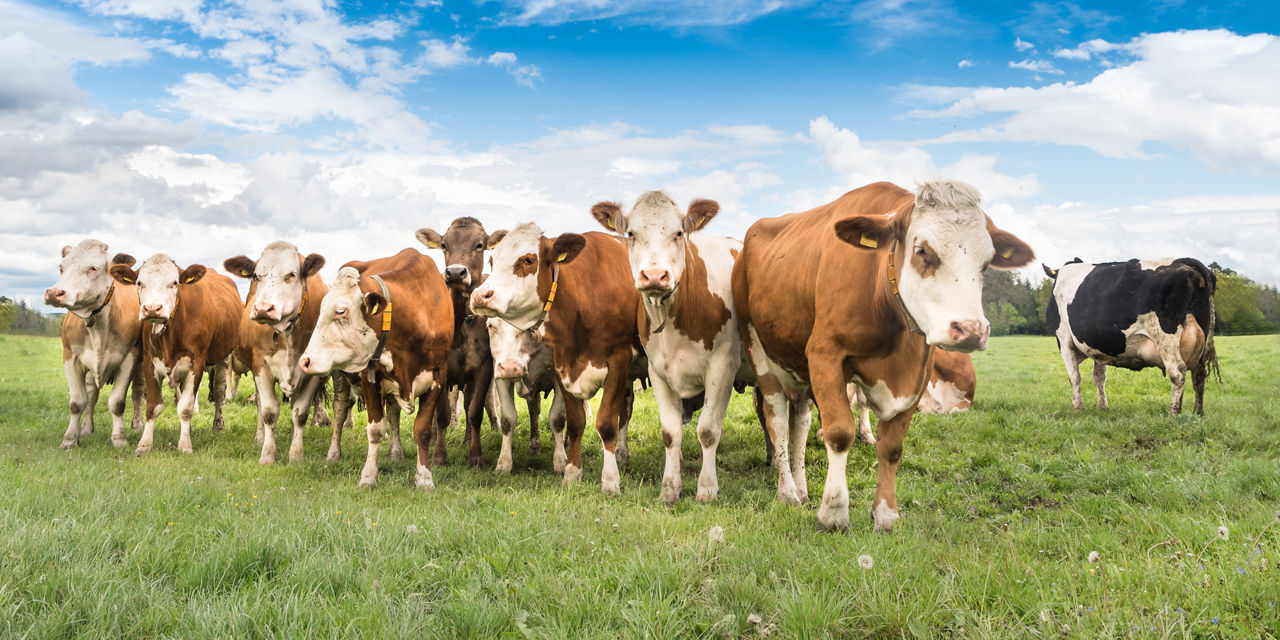 'Cow herd on a pasture in the Lower Allgäu Kuhherde auf einer Weide im Unteralläu  '