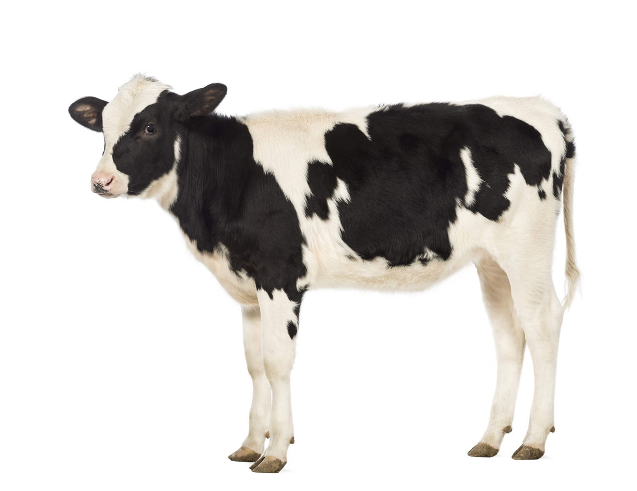Alternative image