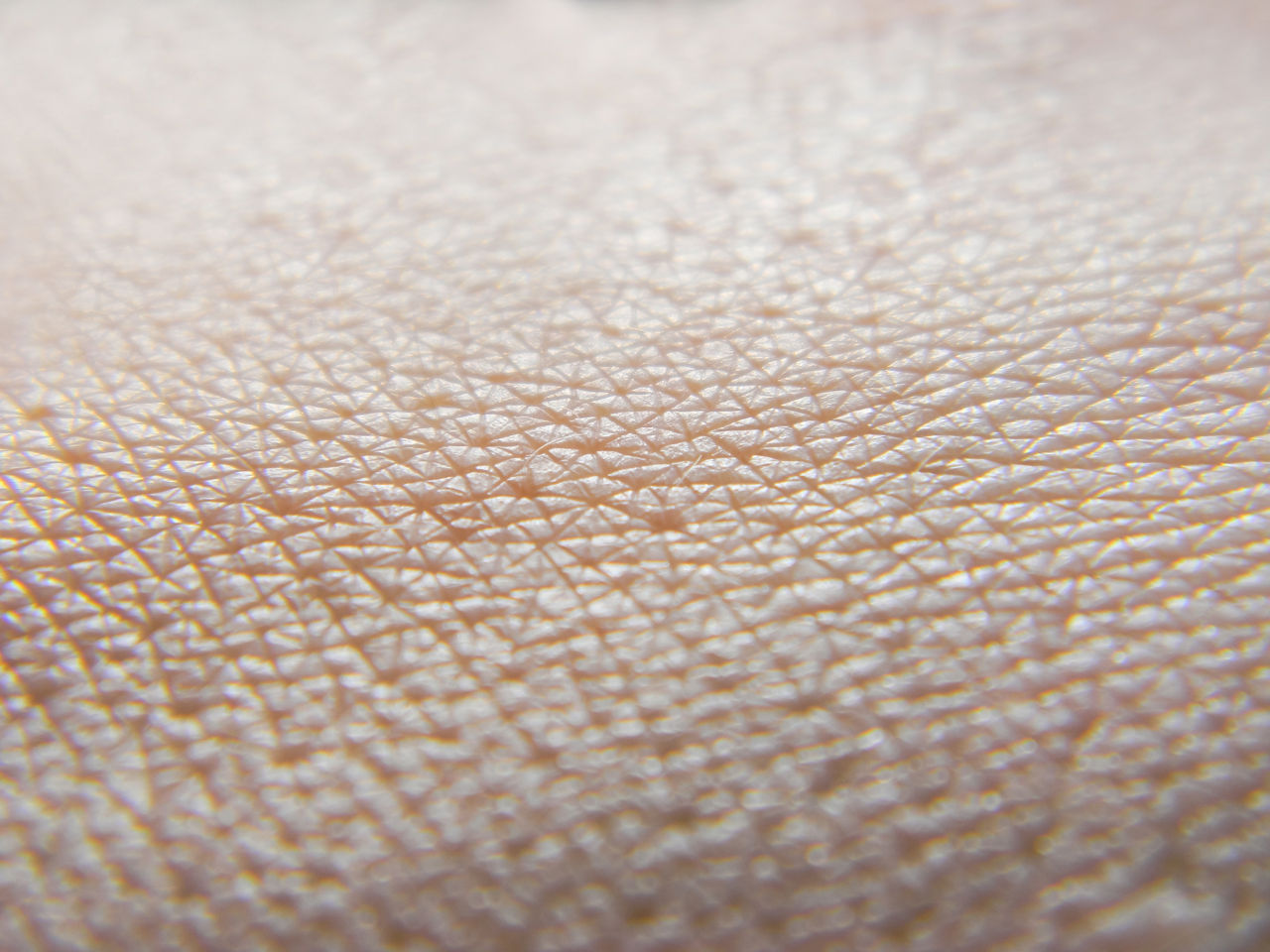'Structure of human skin Struktur der menschlichen Haut  '