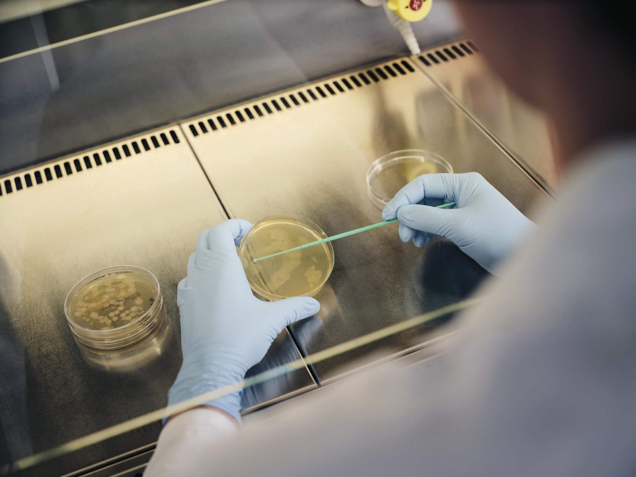 One hand holds a Petri dish, the other hand inoculates the nutrient solution with bacteria.