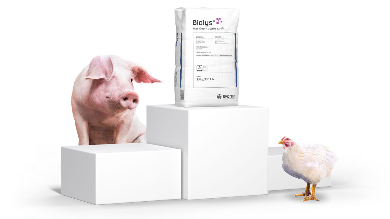 Photo of the packaging of Biolys®, a high-concentration source of L-lysine, with a white chicken and a pig next to it