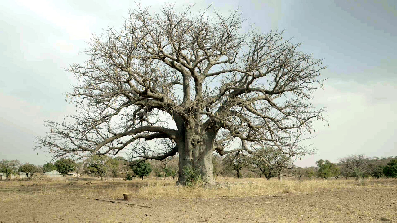 A baobab without leaves