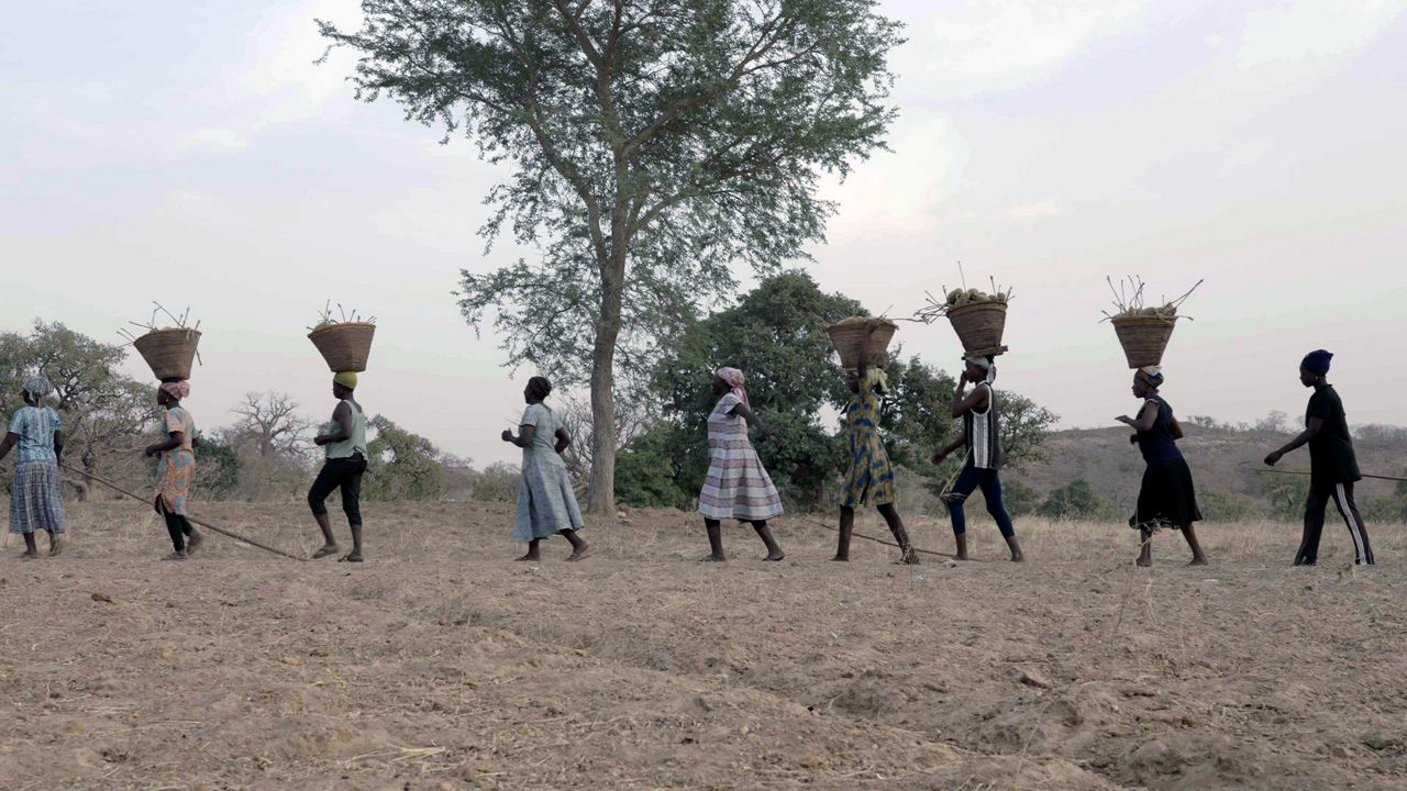 Women walk one behind the other after the harvest is done. Some carry baskets on their heads.
