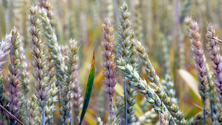 Treating brewing barley with peracetic acid is sustainable and reduces crop losses
