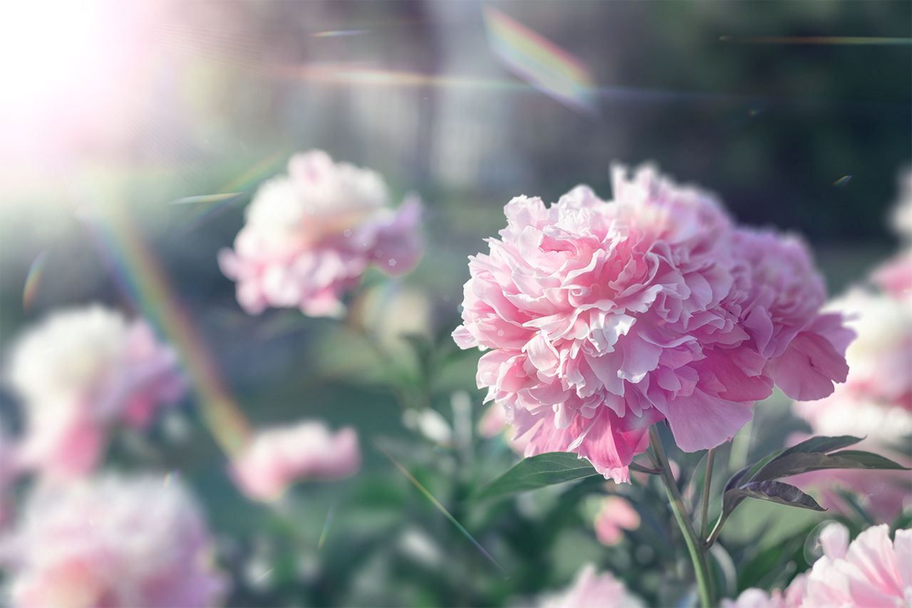 CS KV 26-01-019 KV Peony 1080.png