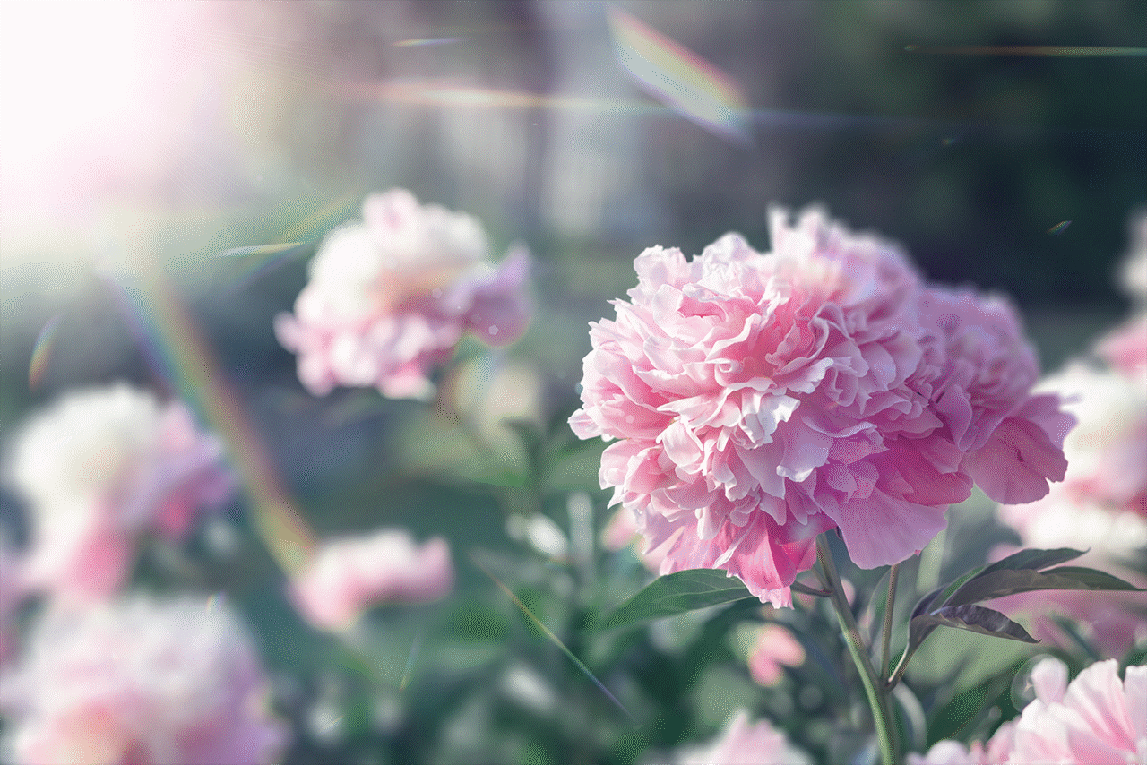 CS KV 26-01-019 KV Peony 1080.png