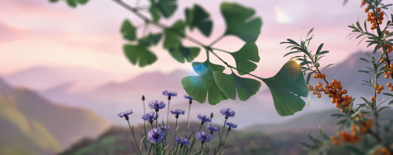 CS KV AI Botanical Extracts