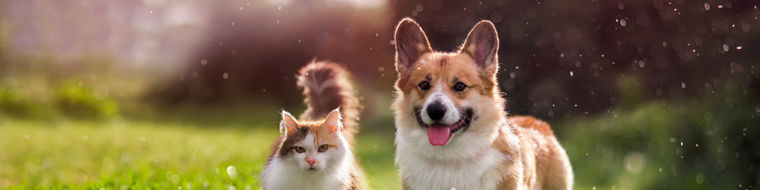 furry friends red cat and corgi dog walking in a summer meadow under the drops of warm rain