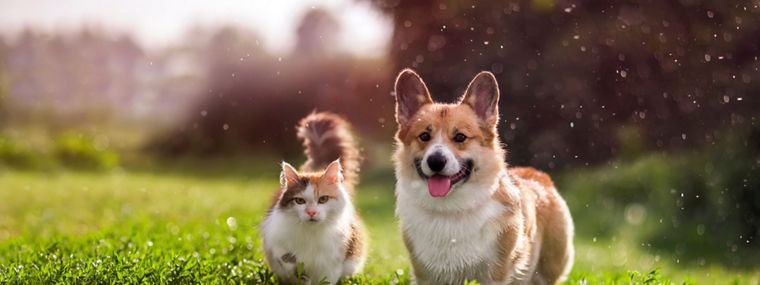 furry friends red cat and corgi dog walking in a summer meadow under the drops of warm rain