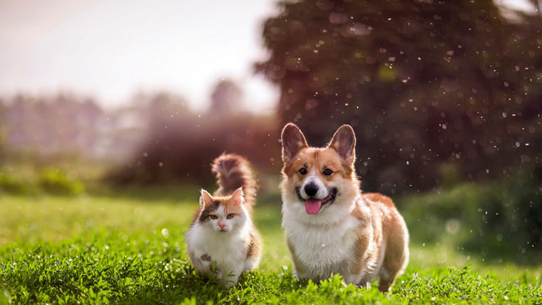 furry friends red cat and corgi dog walking in a summer meadow under the drops of warm rain