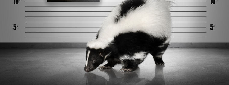 Striped Skunk - Mephitis mephitis in front of a white background