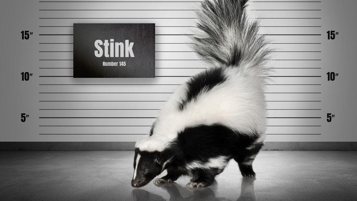 Striped Skunk - Mephitis mephitis in front of a white background