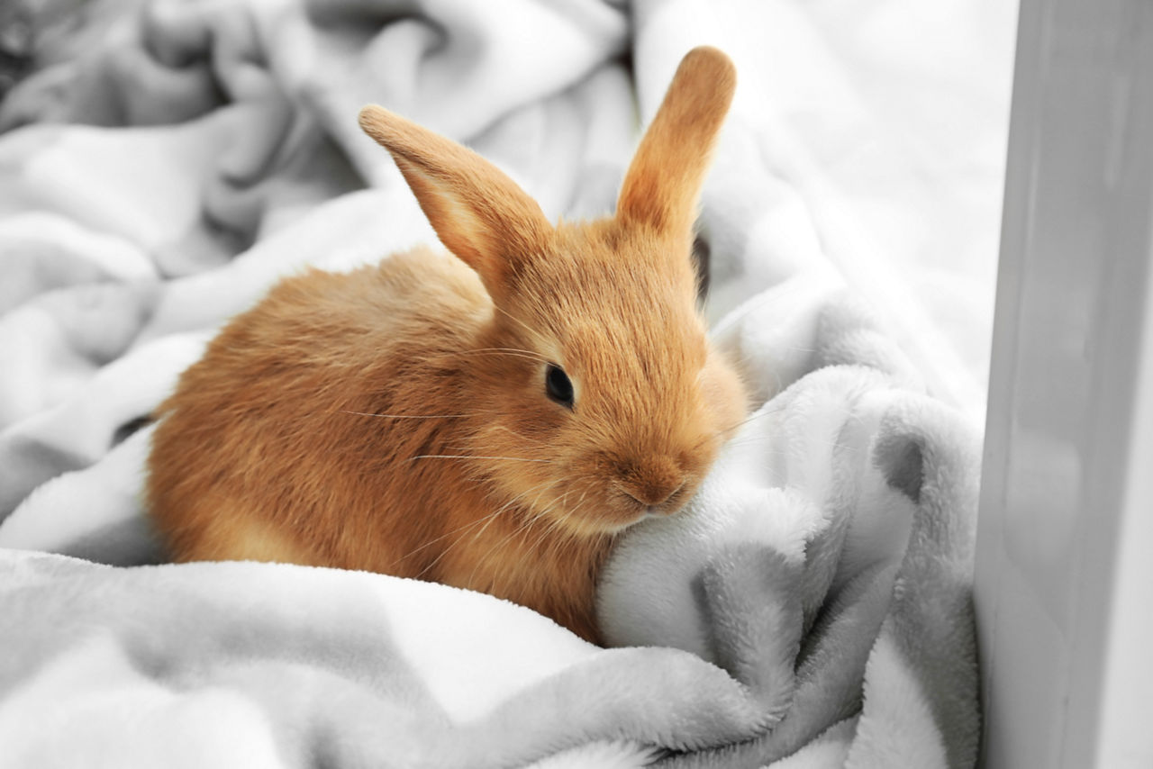 Cute fluffy bunny on windowsill at home