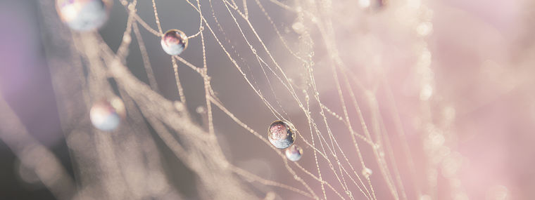 CS KV Prod Cat AI Vegan Collagen_Interimsvisual