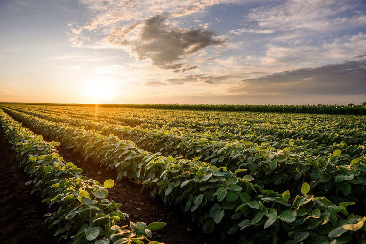 Open soybean field at sunset.Soybean field .