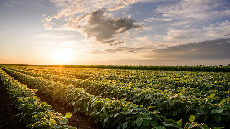 Open soybean field at sunset.Soybean field .