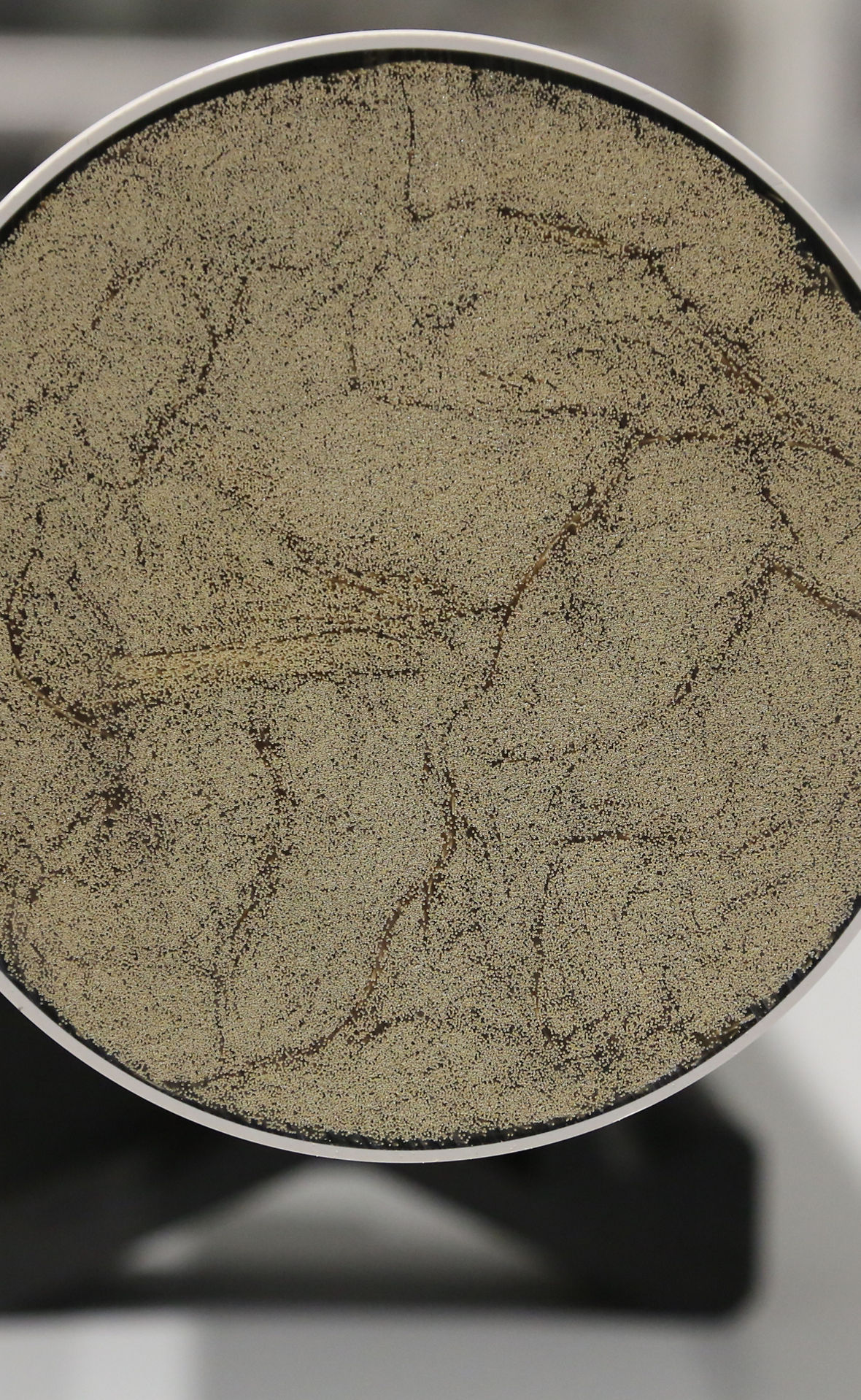 Ein Querschnitt durch eine Membran-Einheit: Es sind Tausende Enden von Fasern zu sehen.