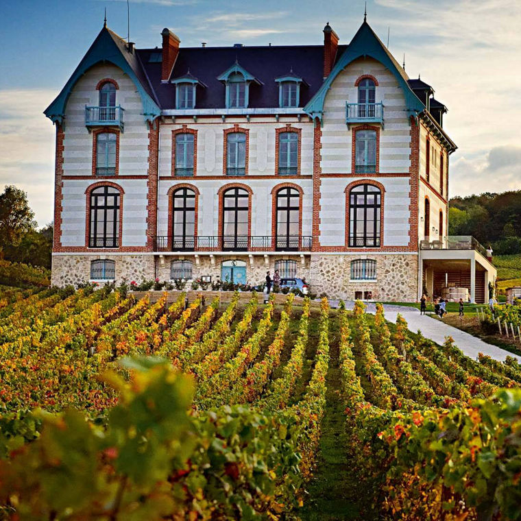 A vineyard and grapevines in the mountains.