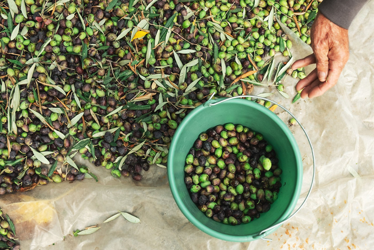 hands with olives, picking from plants during harvesting, green, black, beating to obtain extra virgin oil.