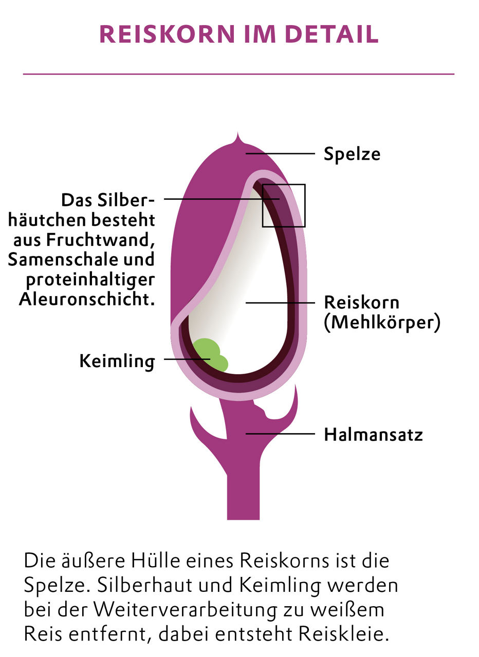 GRafik zum Aufbau eines Reiskorns mit Spelze, Keimling, Silberhaut und Kern.