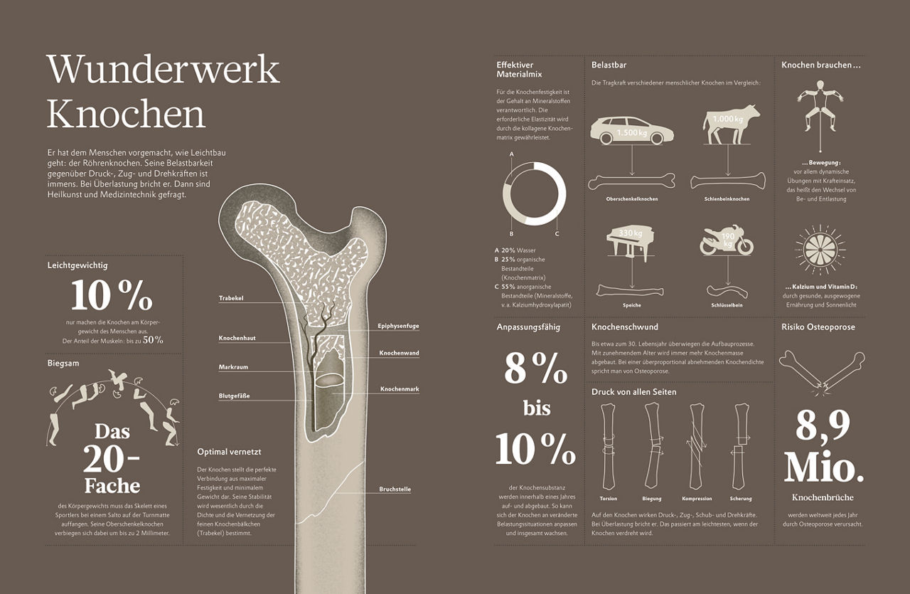 Das Schaubild zeigt Aufbau und Belastbarkeit von menschlichen Knochen
