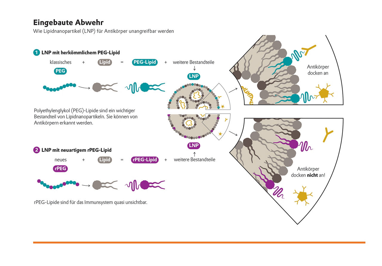 Wie Lipidnanopartikel für Antikörper unangreifbar werden.