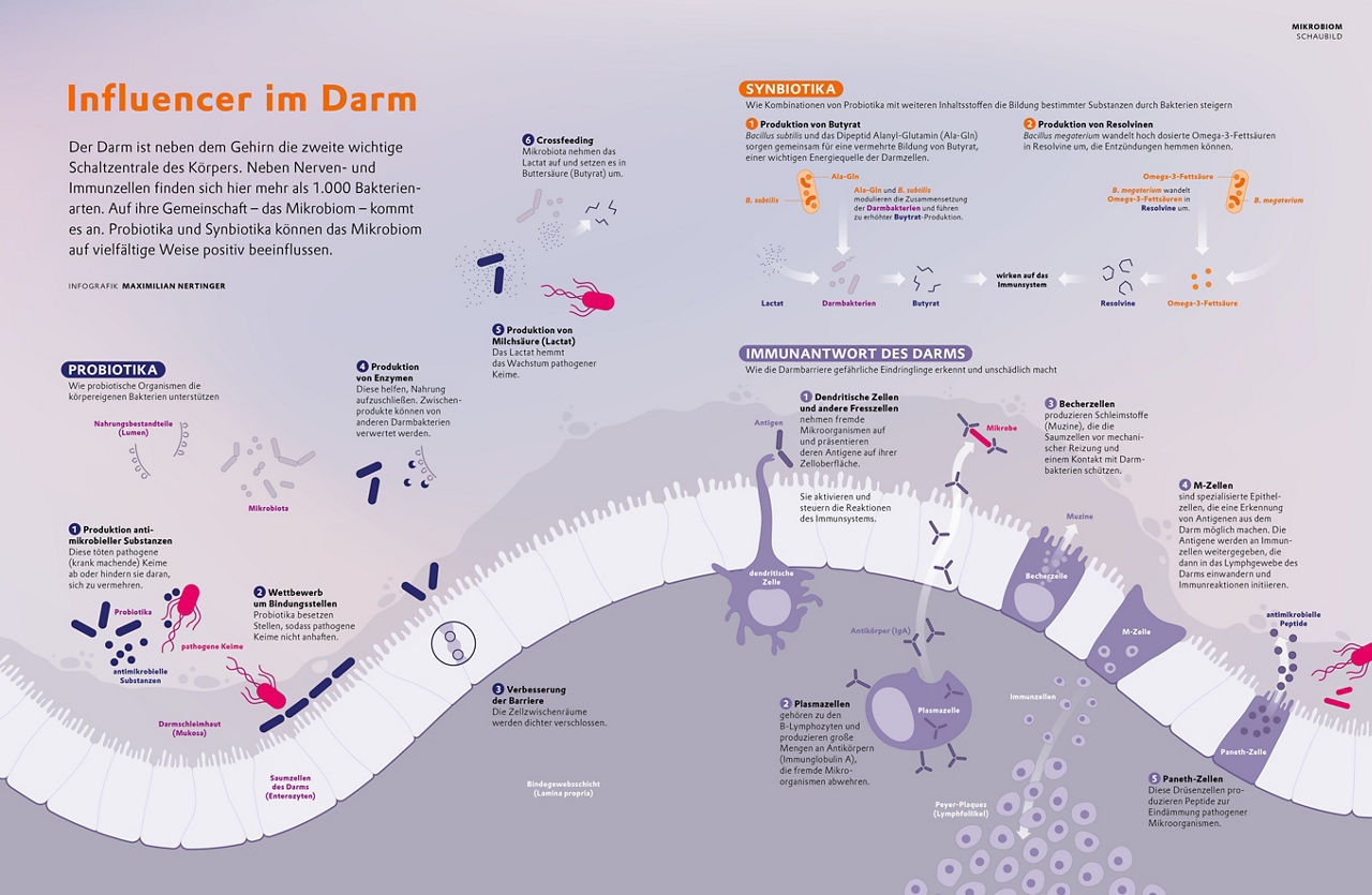 Schaubild des Mikrobioms des Darms.