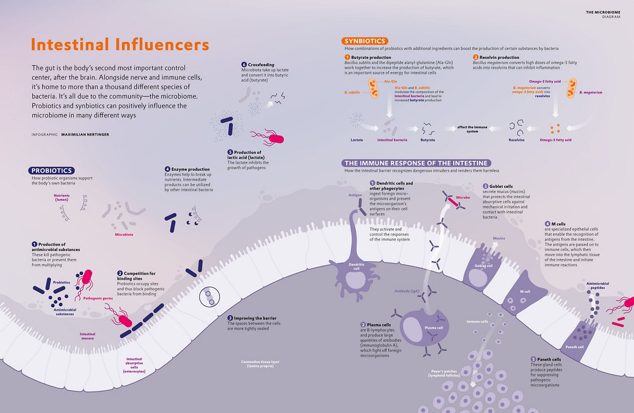 Diagram of the intestine showing the effect of symbiotics and probiotics.