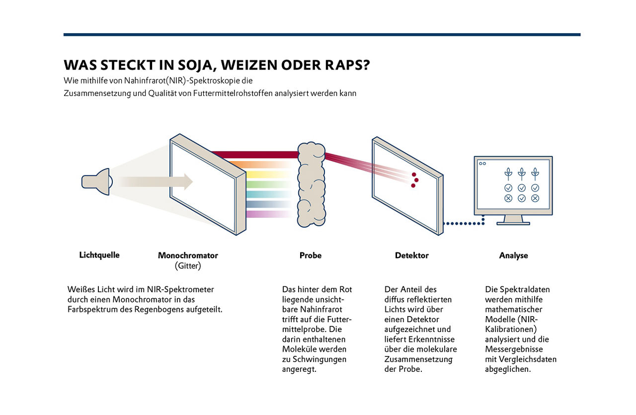 Grafik Monochormatische Untersuchung von Getreide für die Tierernährung 