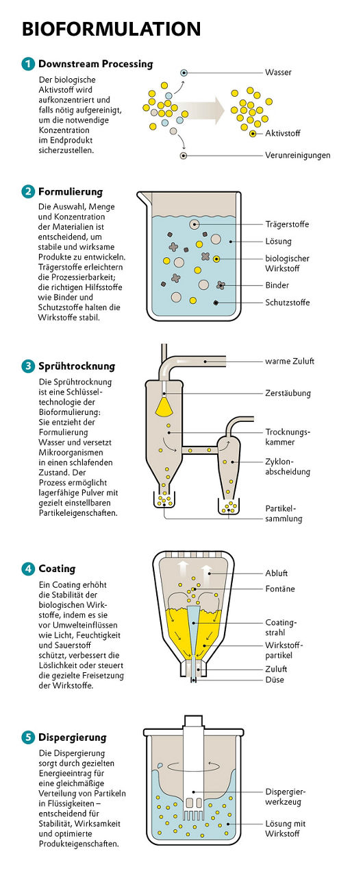 Dir fünf Schritte der Bioformulation: Downstream Processing, Formulierung, Spühtrocknung, Coating, Dispergierung.
