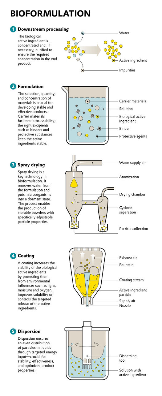 A graphic, showing the five steps of bioformulation: Downstream process, Formulation, Spray drying, Coating, Dispersion,