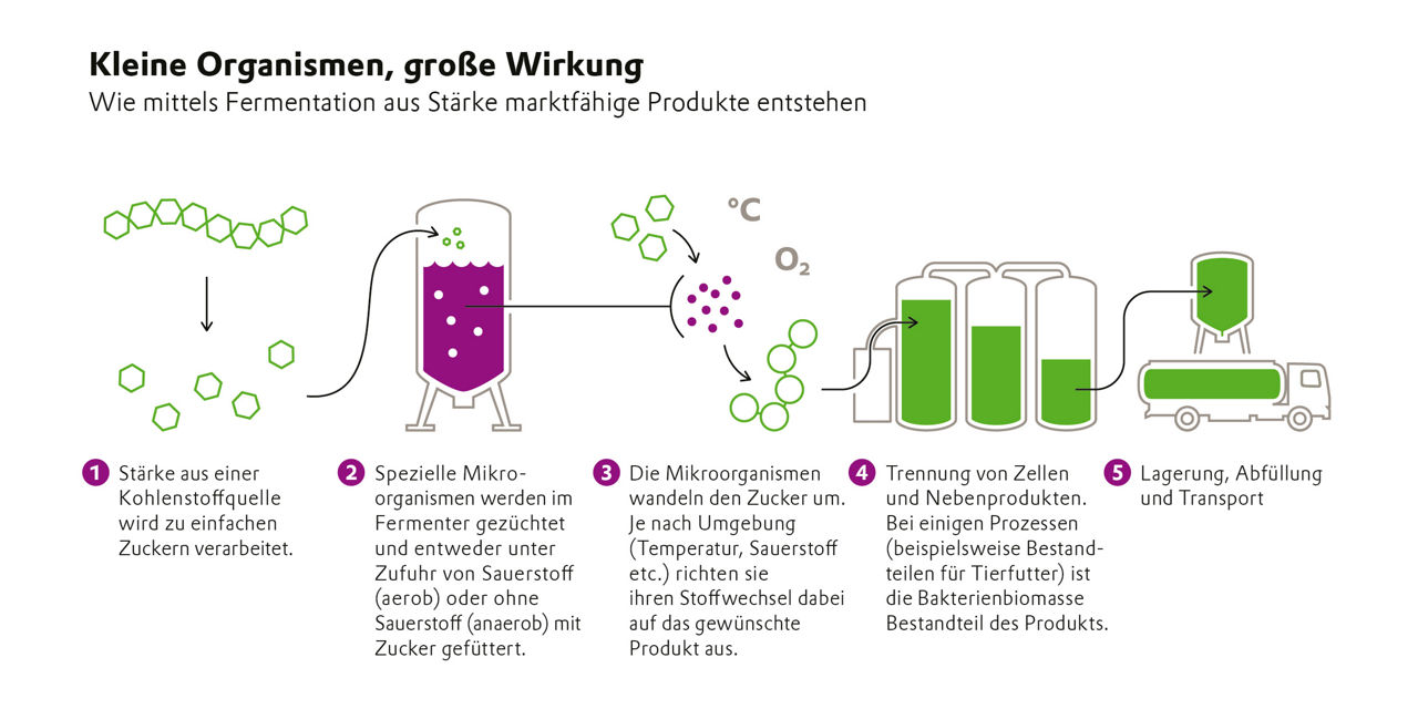 Eine Frafik zeigt den Ablauf einer Fermentation.