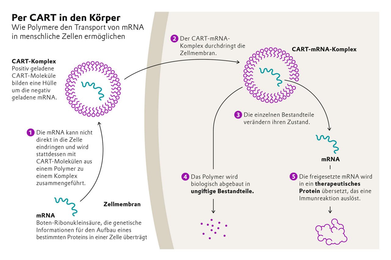 Grafik zum Wirkstofftransport im menschlichen Körper.