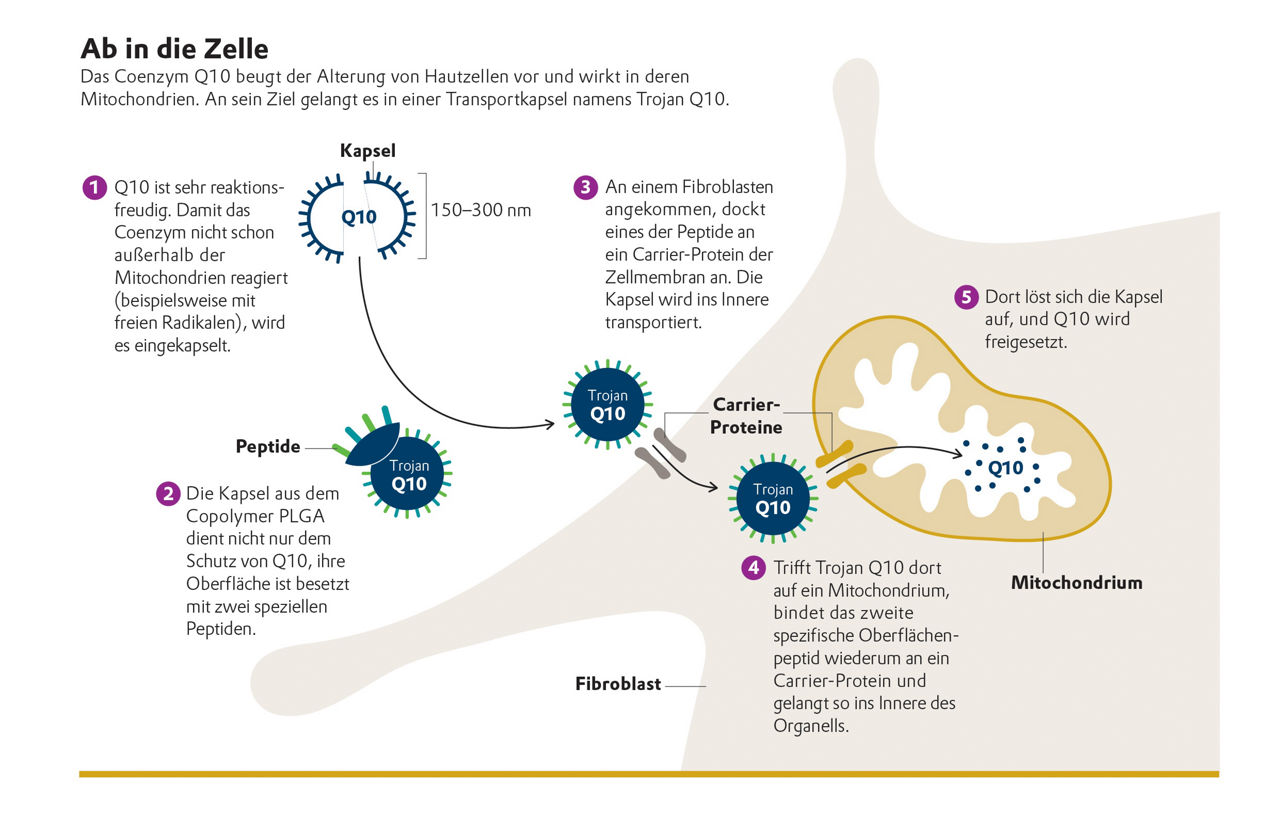 Infografik Wirkstofftransport