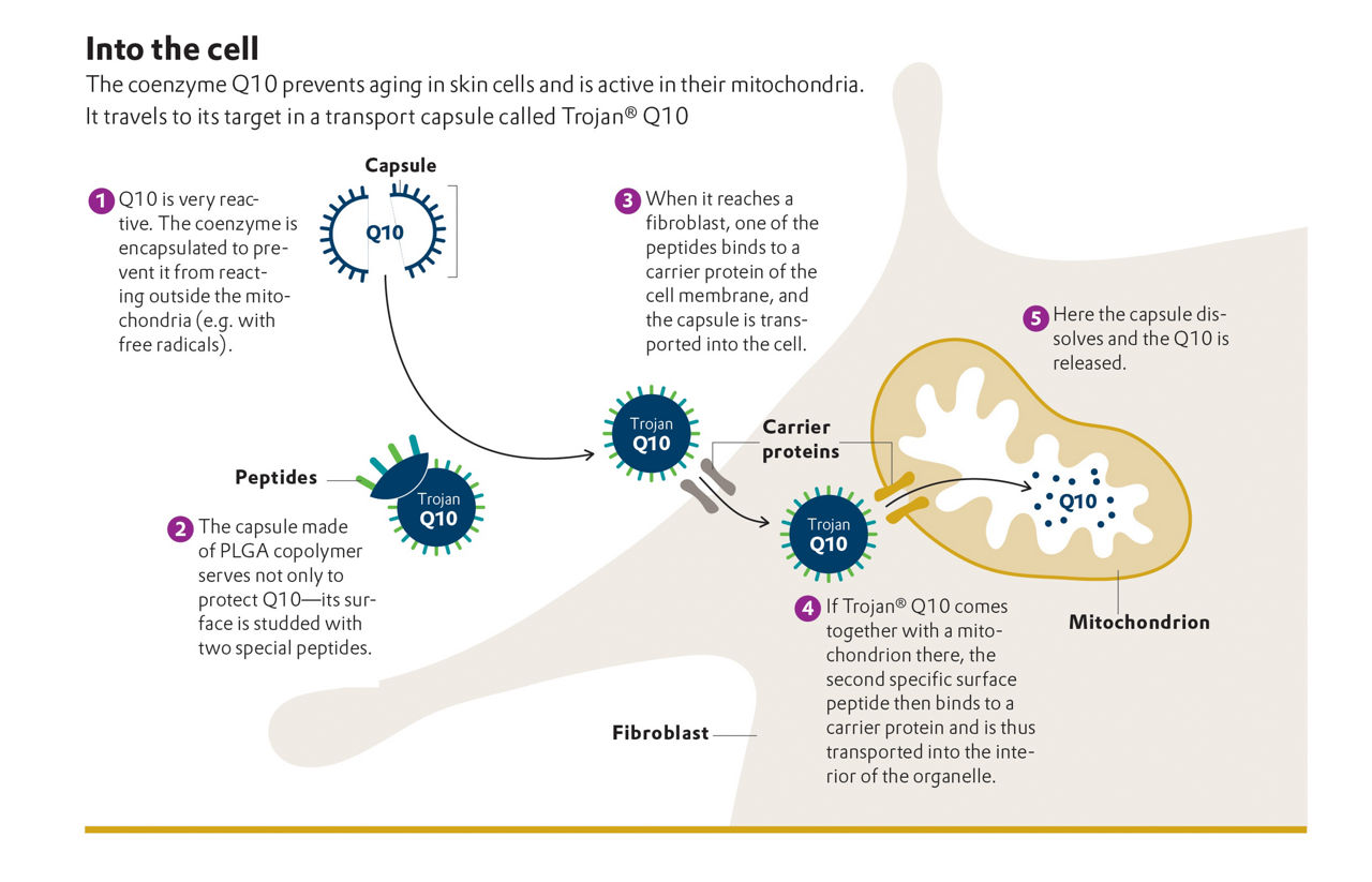 Infographic active substance transport