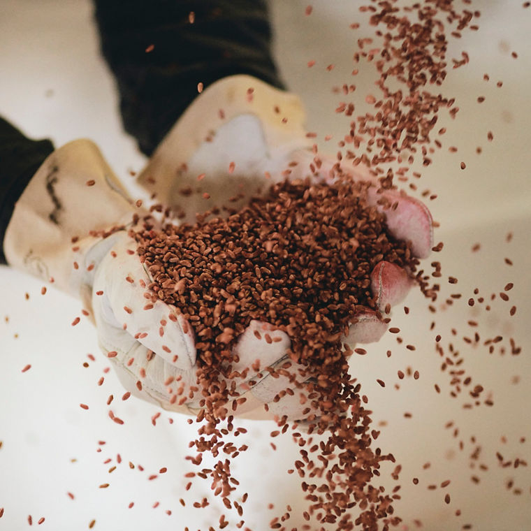 Two gloved hands catch seeds
