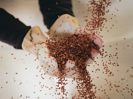 Two gloved hands catch seeds