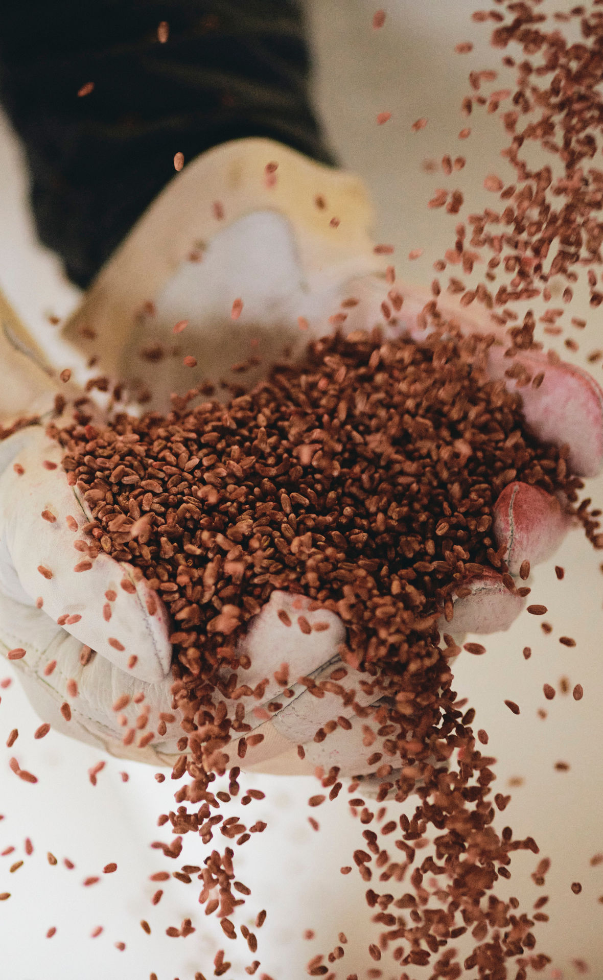 Zwei behandschuhte Hände fangen Saatkörner auf