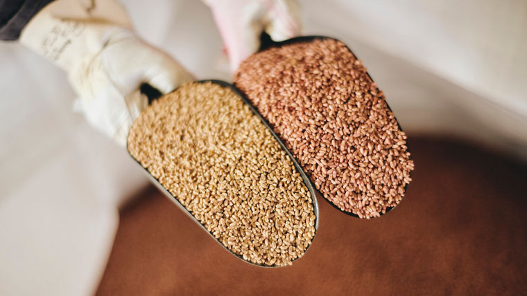 Weizensaatgut vor und nach der Beize: Die ungebeizten sind sichtlich heller.