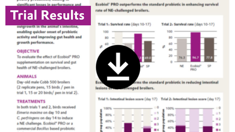 See how Ecobiol® improves survival, gut health, and growth in broilers under necrotic enteritis challenge, outperforming standard probiotics in controlled trials.
