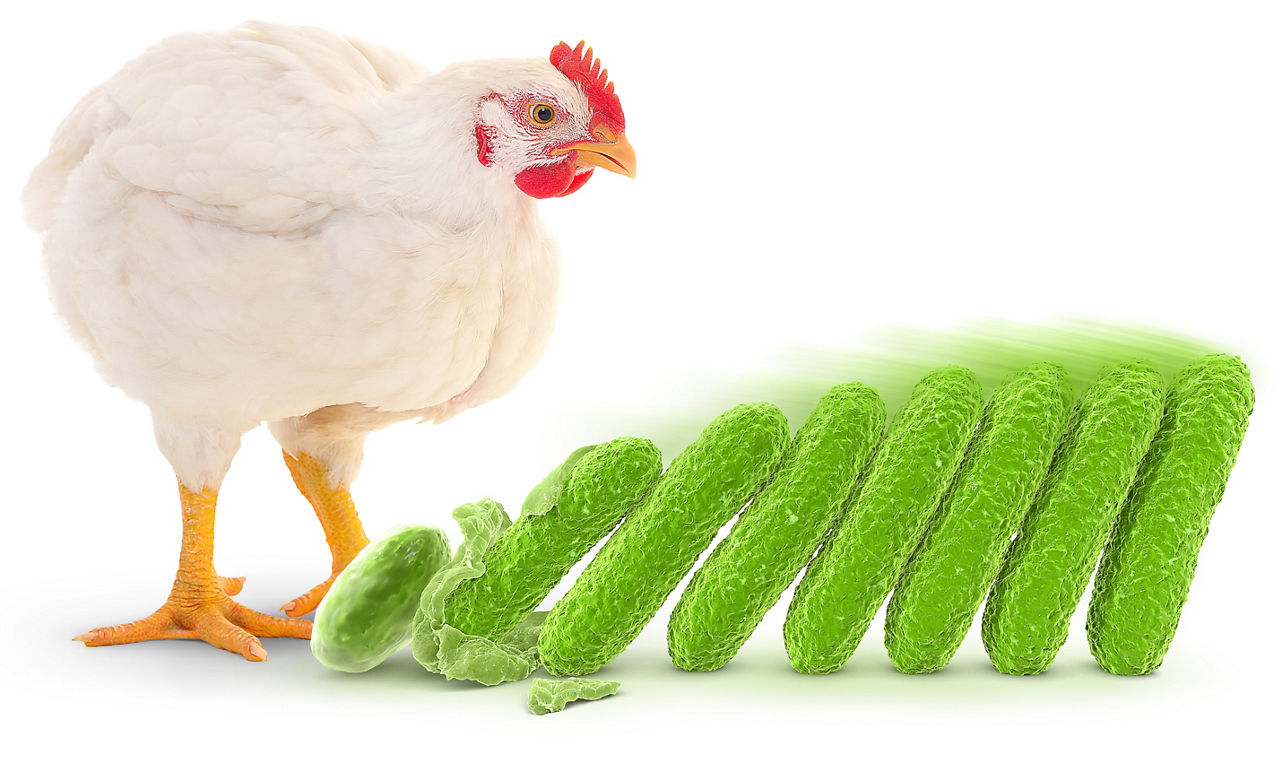 A white chicken standing next to a large green spiraled bacterium illustration.