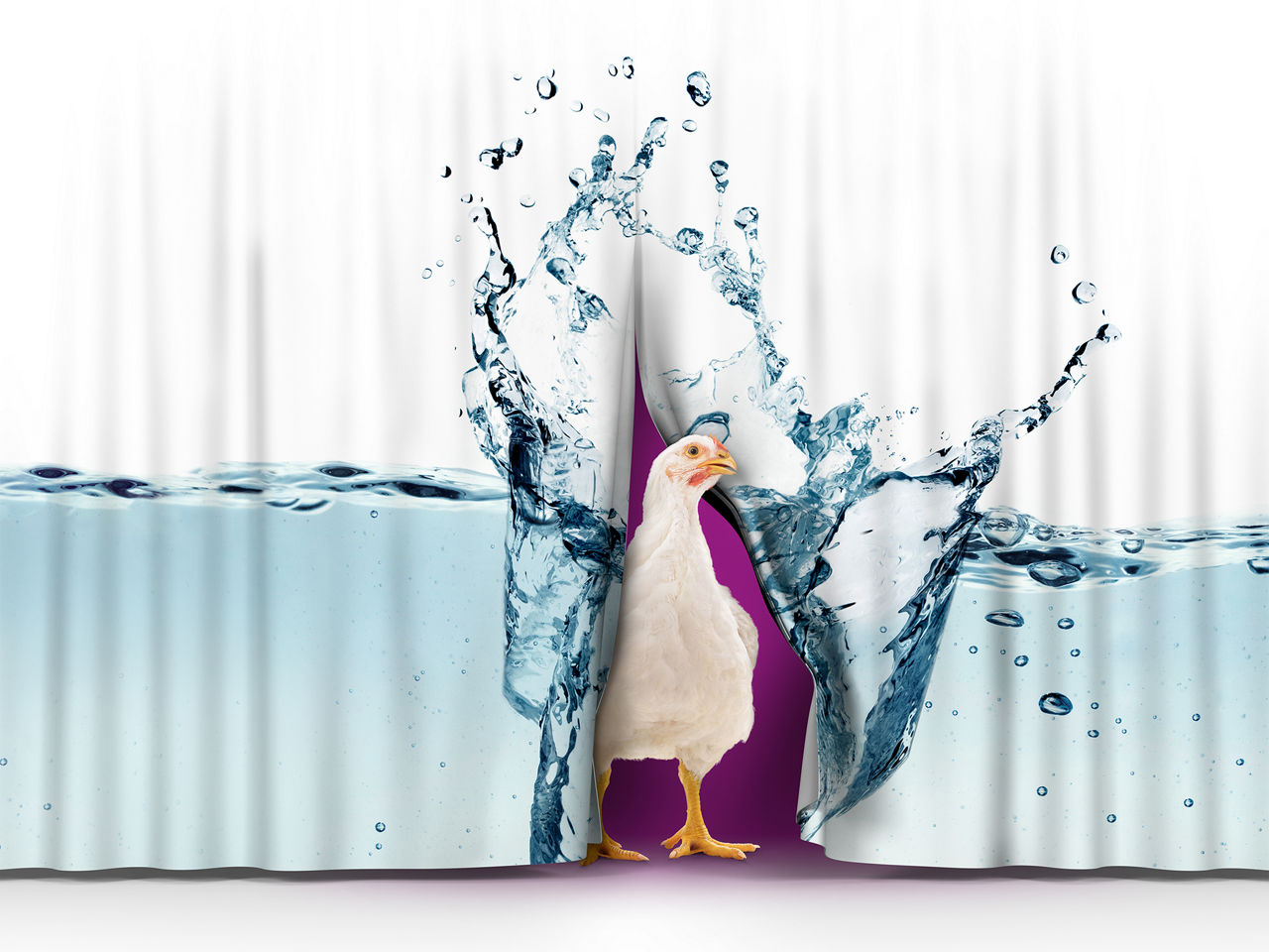Image of a chicken looking through a curtain onto which the image of an Ecobiol® Fizz tablet falling into water is projected