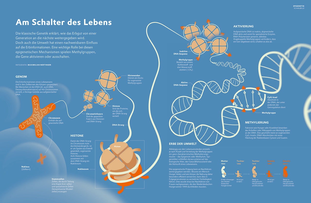 Das Schaubild zeigt, wie Gene durch äußere Einflüssse verändert werden können und die Art, wie sie abgelesen werden, verändert. Anhand von den sich daraus ergebenden Mustern können Rückschlüsse auf das Leben des Menschen oder des Tieres gezogen werden.