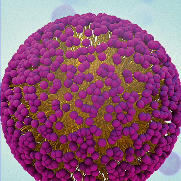 Die Kombination aus Wasser liebenden Köpfchen (lila) und Wasser abweisenden Schwänzchen (gelb) sorgt für die Lösbarkeit von Mizellen in Wasser.